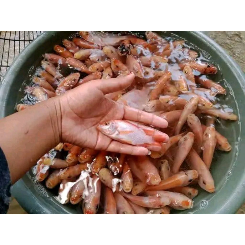 Bibit Ikan Nila Merah 3 Jari