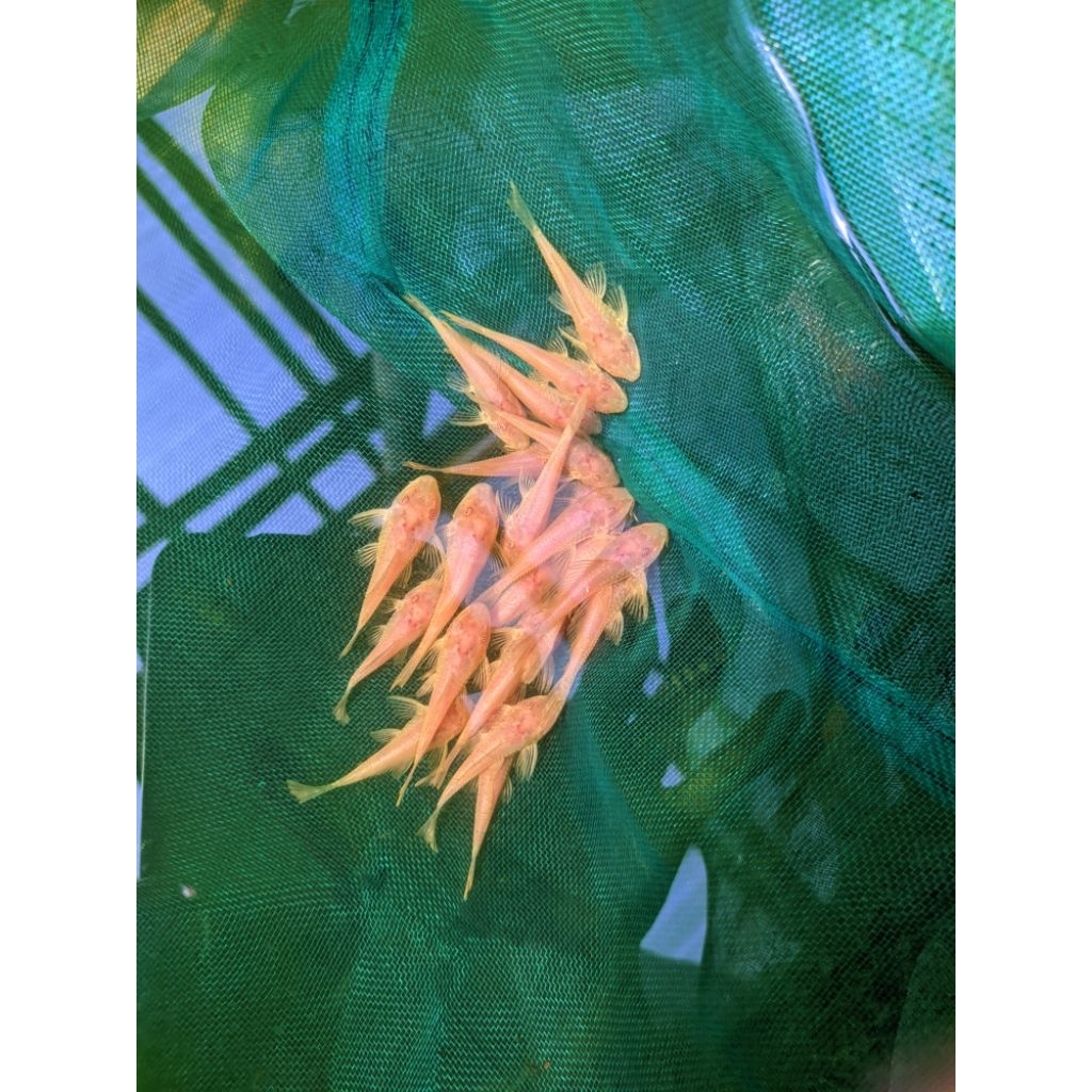 hiasan aquarium ikan gibicep L144 (Albino Bristlenose Pleco)aquascape