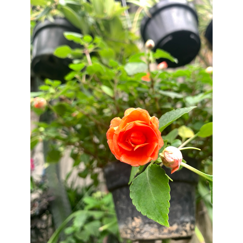 mawar air / pacar air tumpuk orange