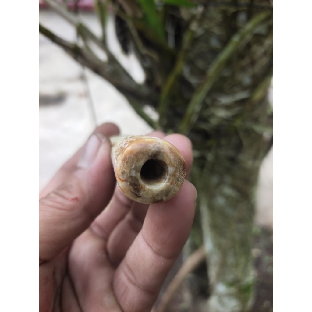 Luxiastore_ Pipa Rokok Moncong Tulang Marlin Motip Ukiran Bunga Panjang 10Cm Harga Bersahabat