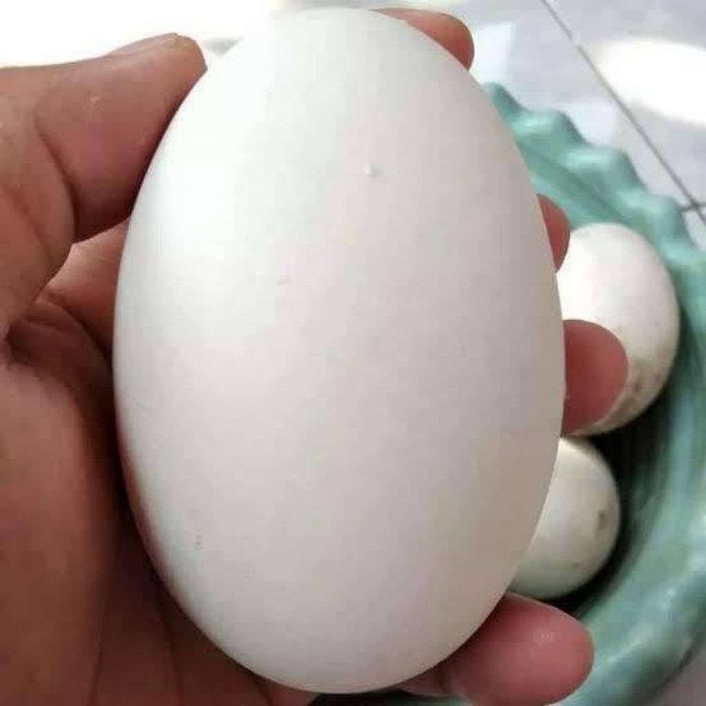 telur angsa