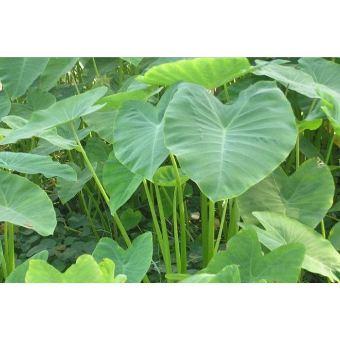 bibit mbote / talas 10 gratis 1