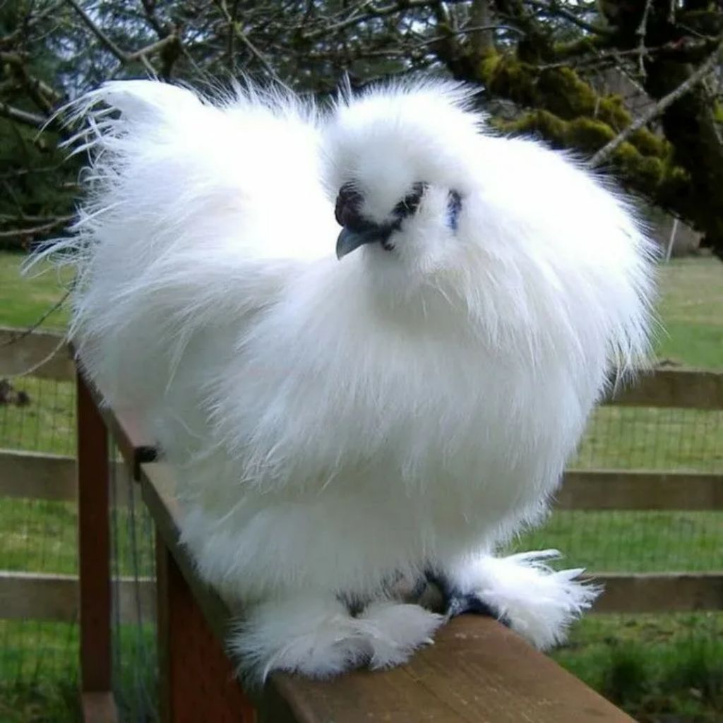 telur ayam HIAS KAPAS untuk Ditetaskan BERGARANSI