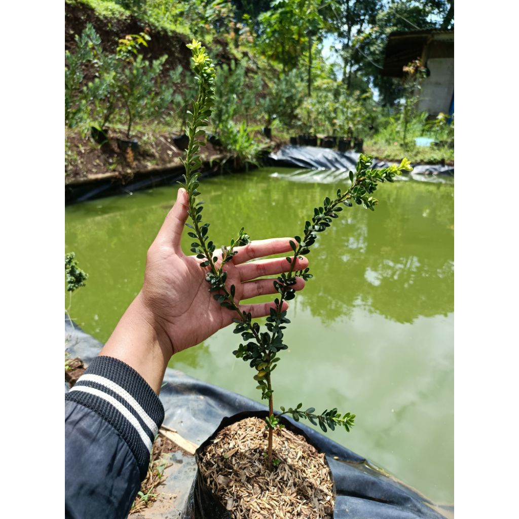 pohon lohansung mutiara 40 cm