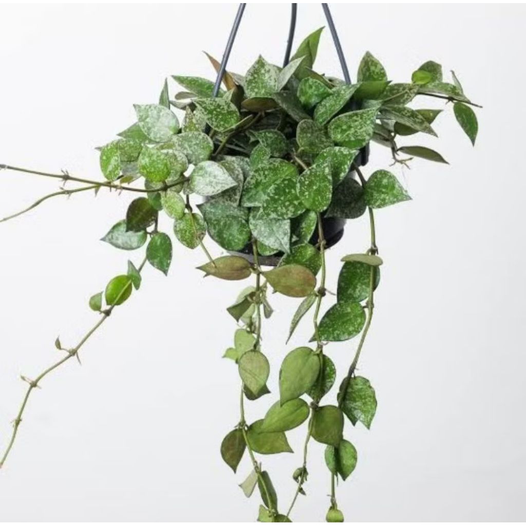 Hoya/Tanaman Hias Hoya/Si cantik Hoya/Tanaman Hias Hoya Carnosa,Lacunosa obovata/Hoya Mathilde Splas