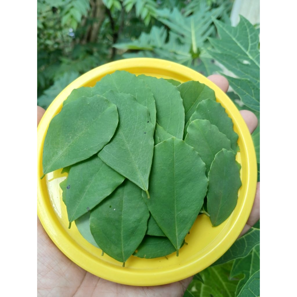 Daun Sono Keling / Angsana