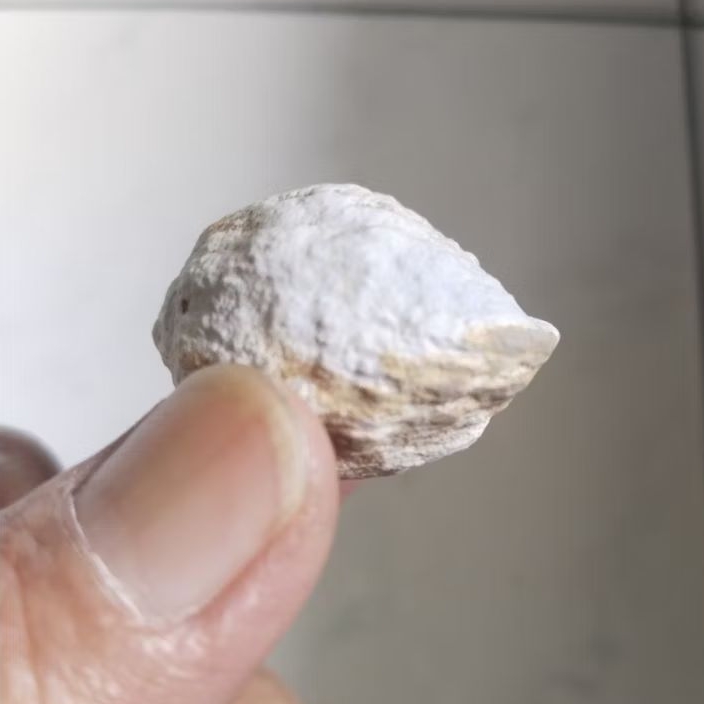 Kemiri Adu Muncang Adu Yanti Sagara Urgen Tua Jatuhan