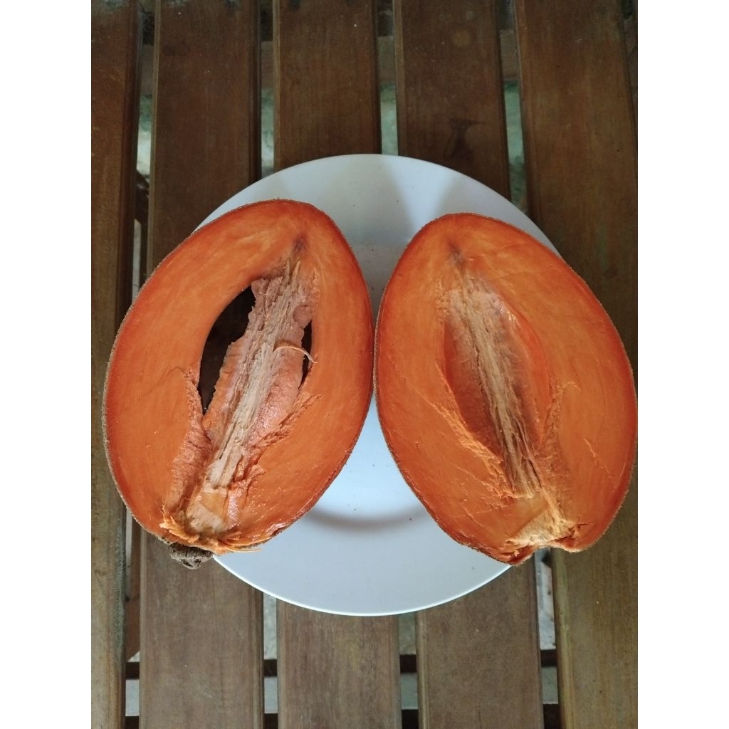 Bibit Mamey Sapote dari biji