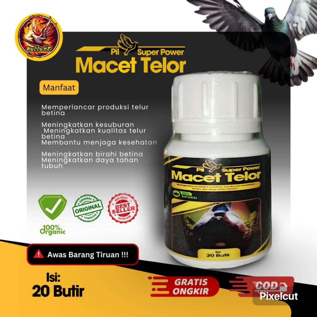 OBAT MACET TELOR MERPATI SOLUSI MERPATI BETINA MACET TELOR