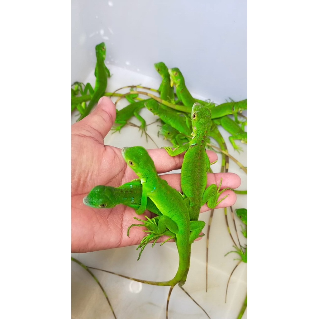 Iguana Green baby -Mainan anak iguana hijau
