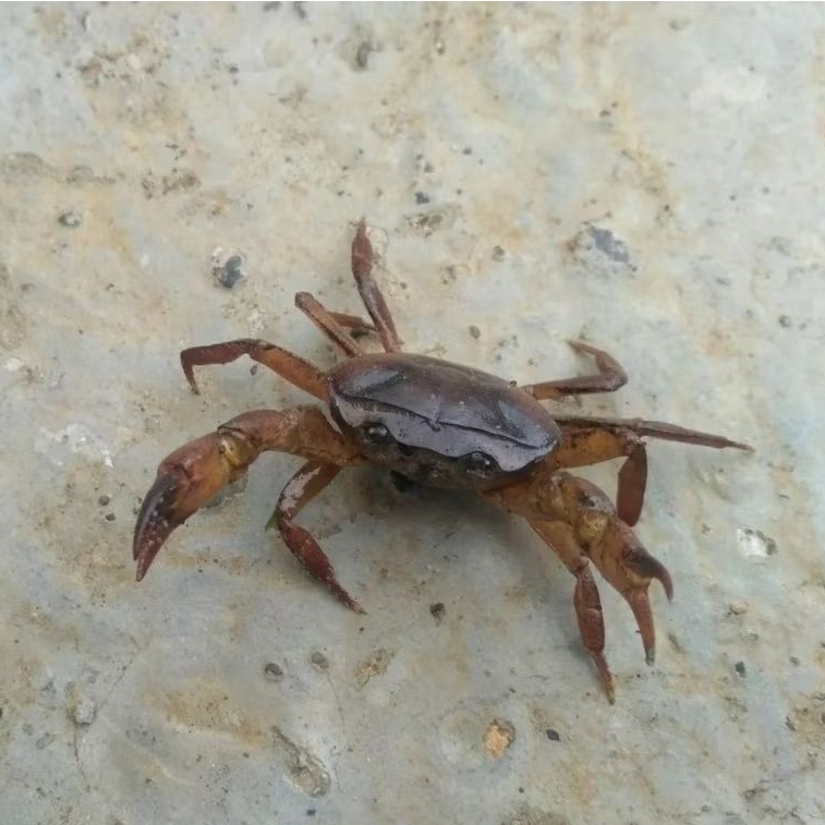 Kepiting Sawah Yuyu Hidup /10 ekor Yuyu kepiting