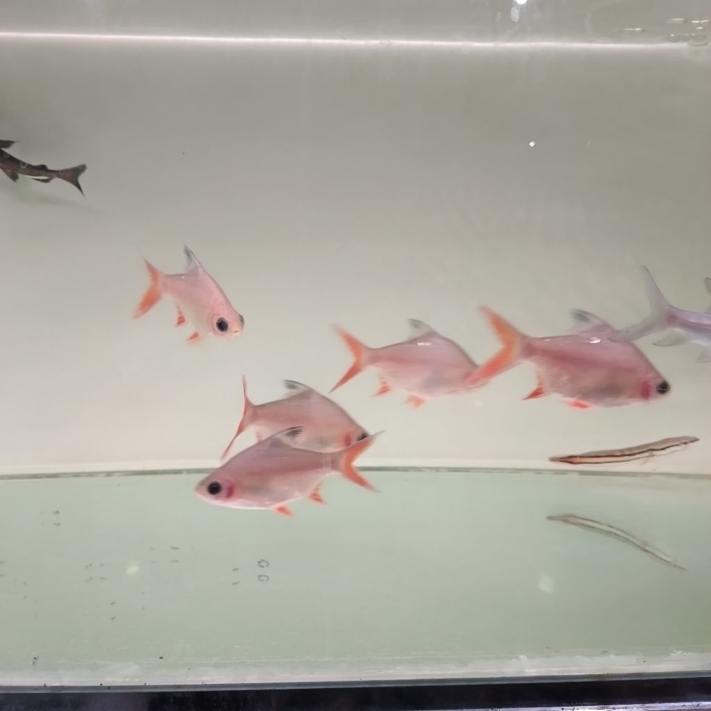 Kaviat Panda 12-14cm