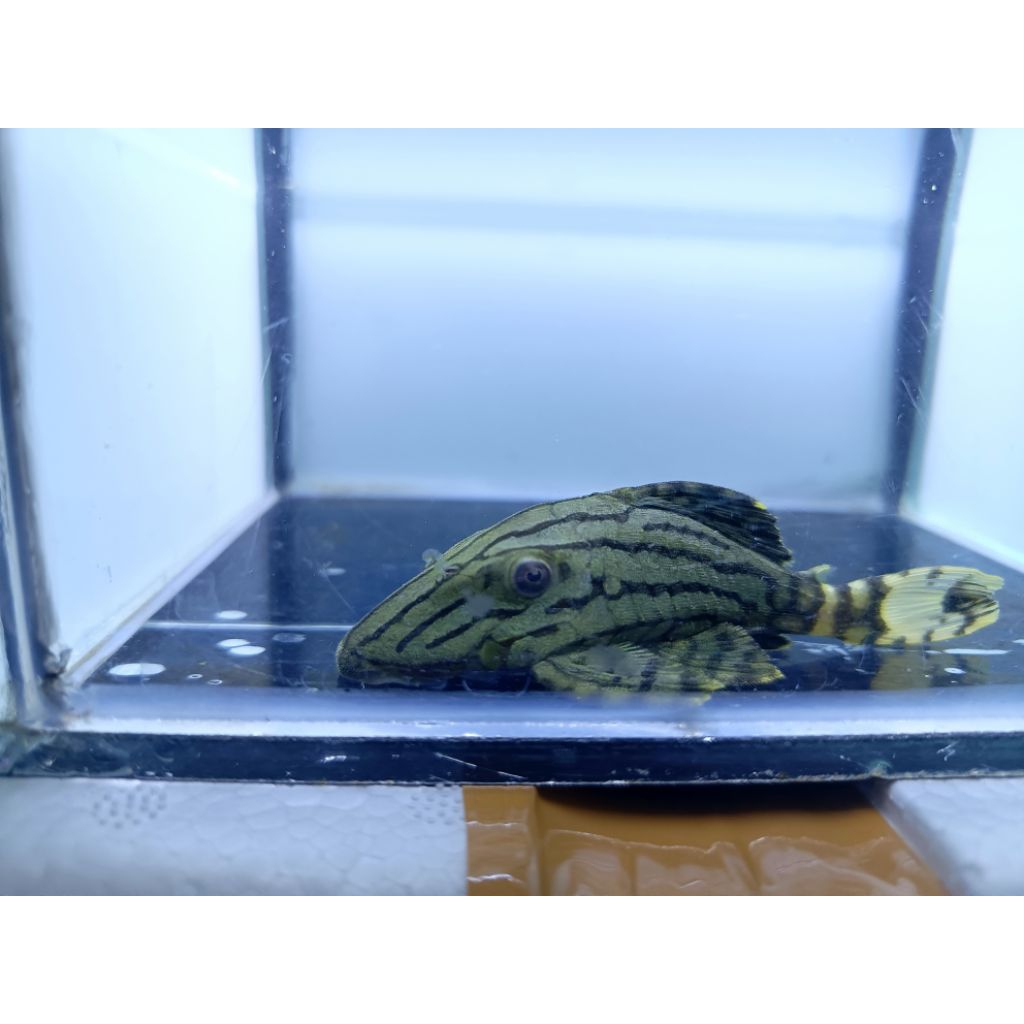 Pleco L191 10-13cm