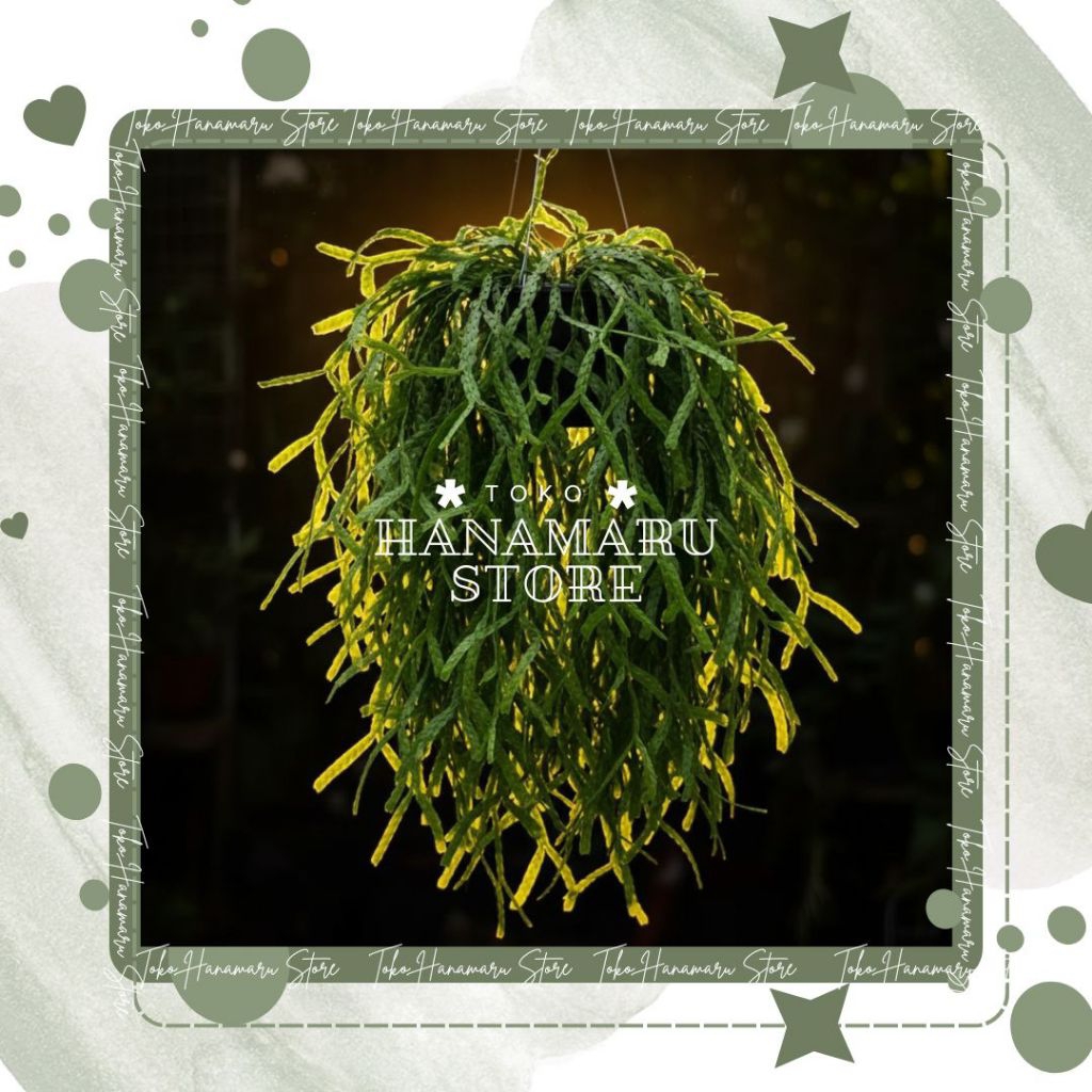 Tanaman Hias Kumpai huperzia Kumpai sisik