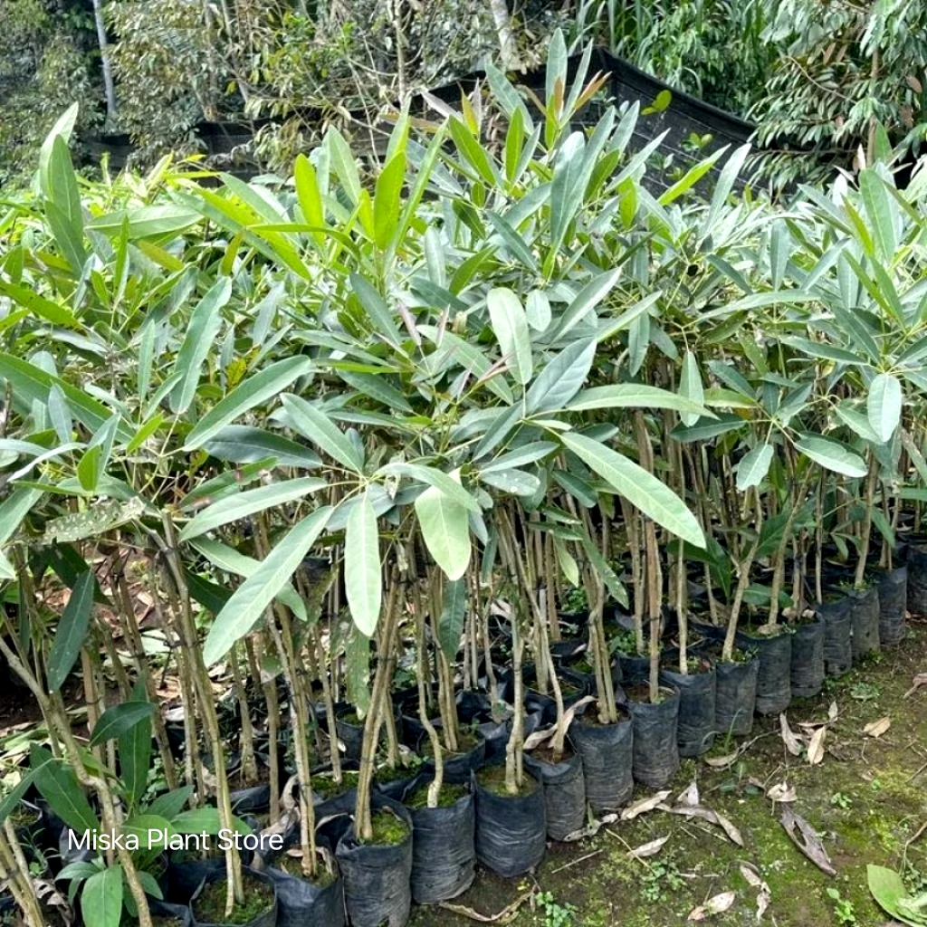 Pohon Tabebuya Tinggi 1 Meter / Tanaman Hias Bunga Tabebuya