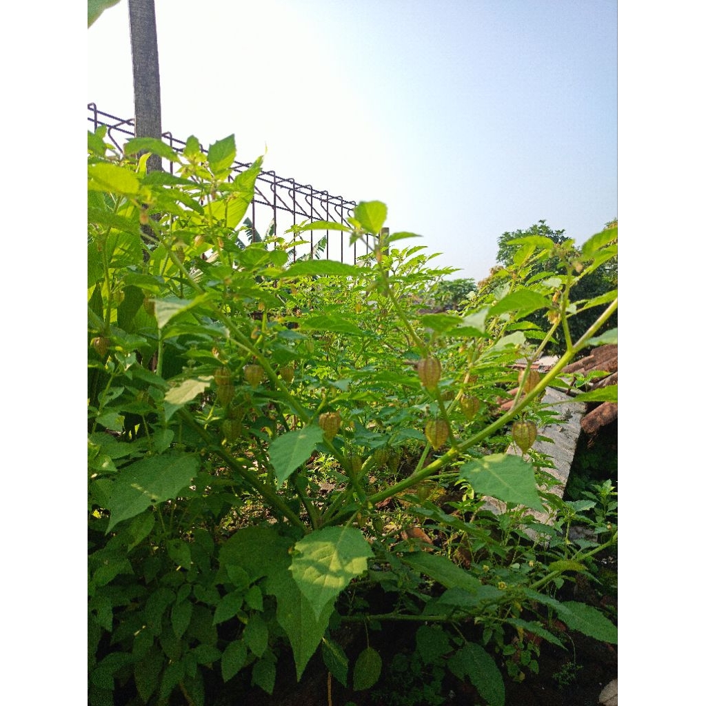 Buah ciplukan / golden berry