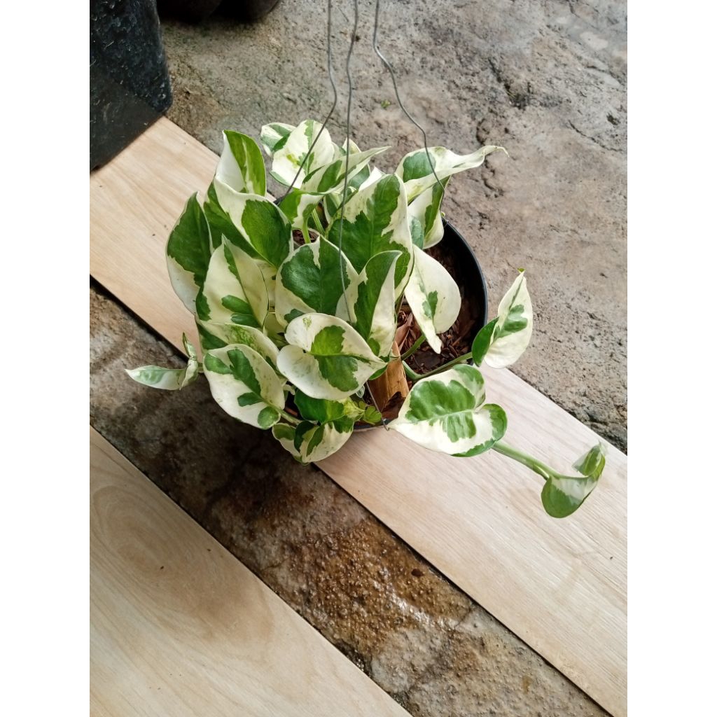 Tanaman Sirih Gading Varigata Njoy