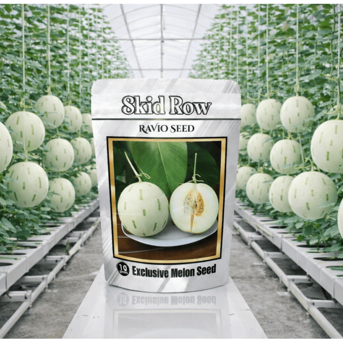 Benih Melon Skid Row - Dalmatian
