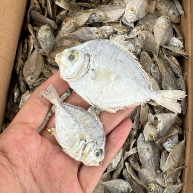 IKAN ASIN DODOK PETEK TERMURAH