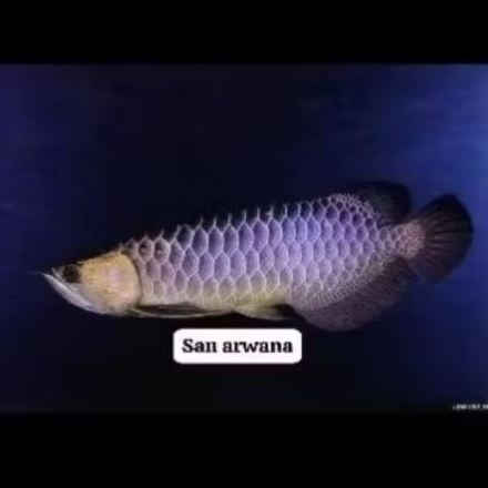 golden red genetik bluebase highback