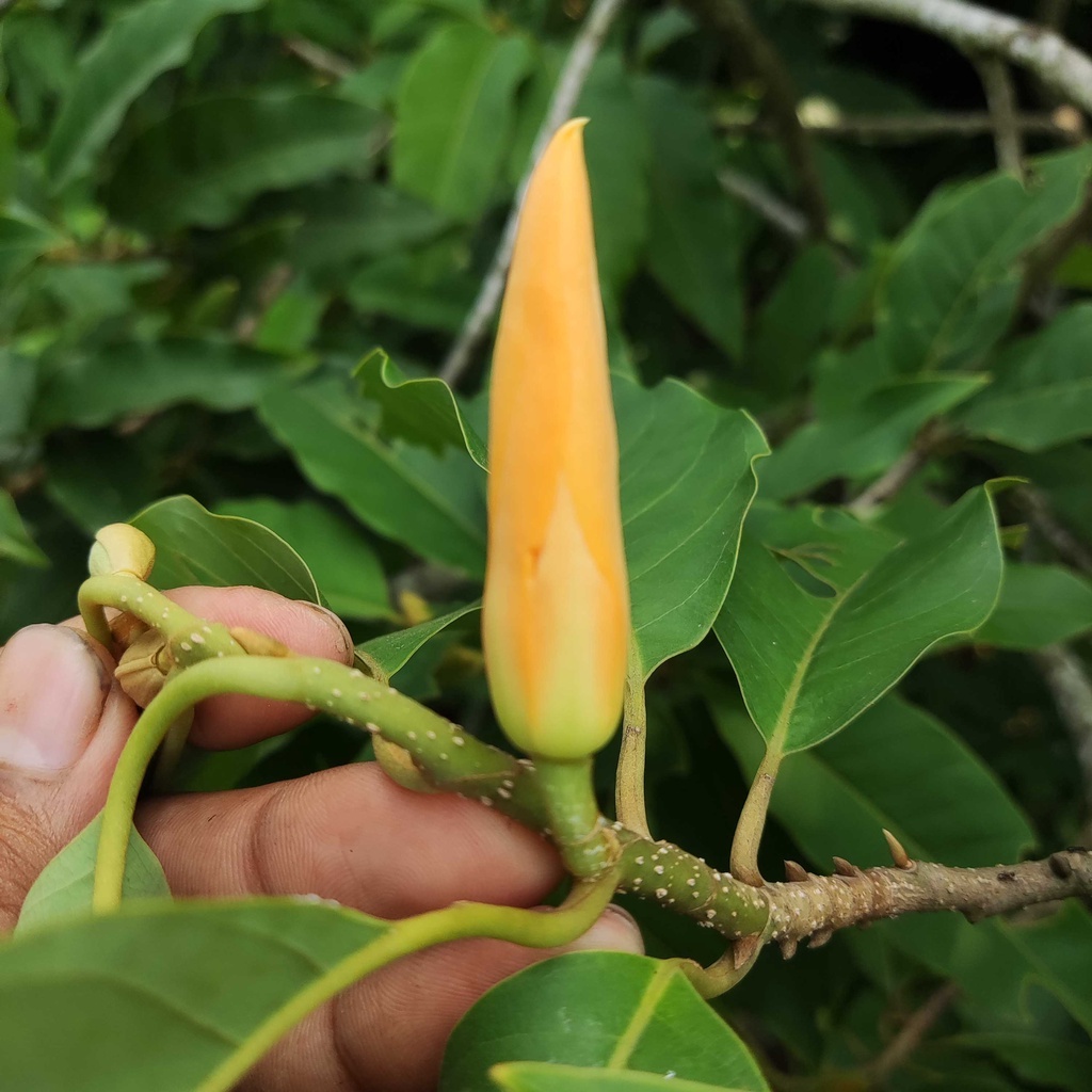 BIBIT KEMBANG KANTIL KUNING (CEMPAKA KUNING)