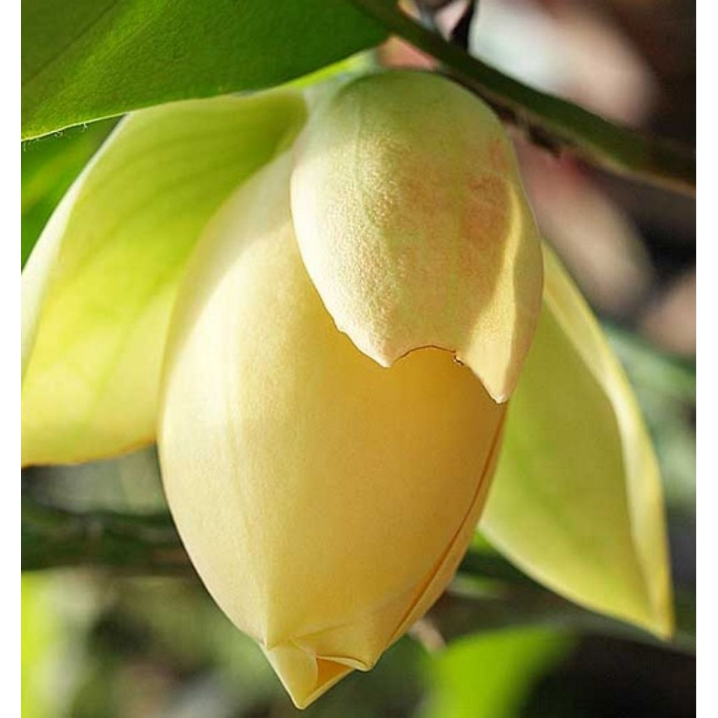 Cempaka gondok kuning, atau Magnolia liliifera