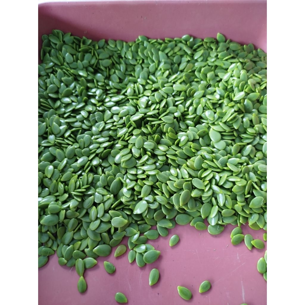 lamtoro lantoro petai cina fresh segar