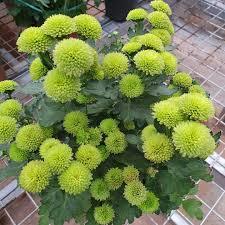 Tanaman Hias Krisan Pompom 1 Pot isi 6 Pohon / Krisan Pompom / Pompom 1 Pot isi 6 Pohon