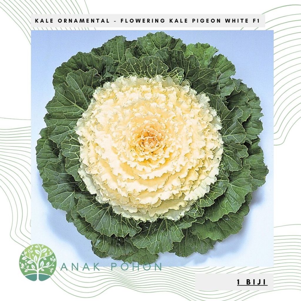 Benih Bibit Biji - Flowering Kale Pigeon White F1 Kale Ornamental Seeds - IMPORT