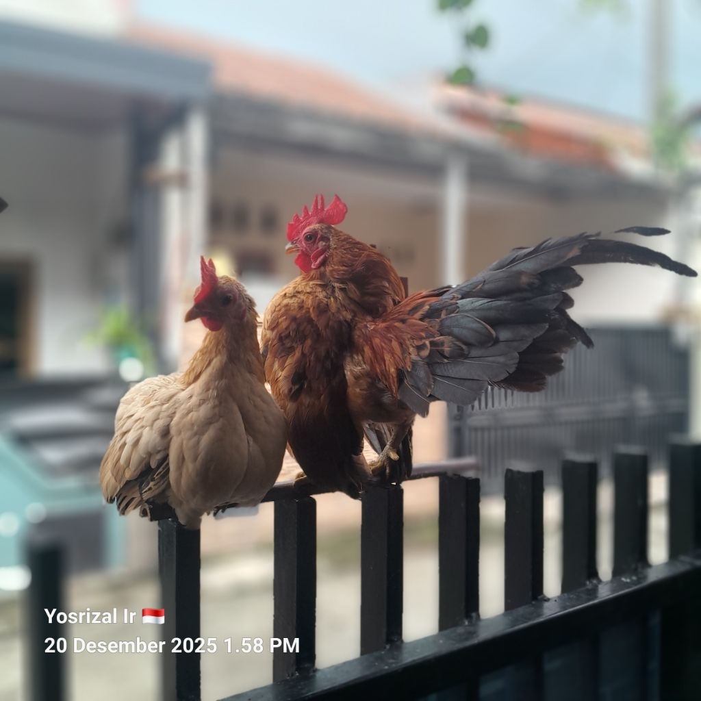 Ayam Serama
