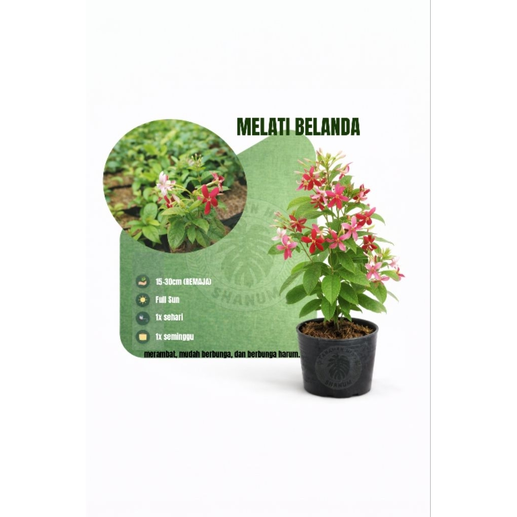 Tanaman hias melati Belanda wangi - Rangoon creeper - bunga rambat melati Belanda - melati Belanda -