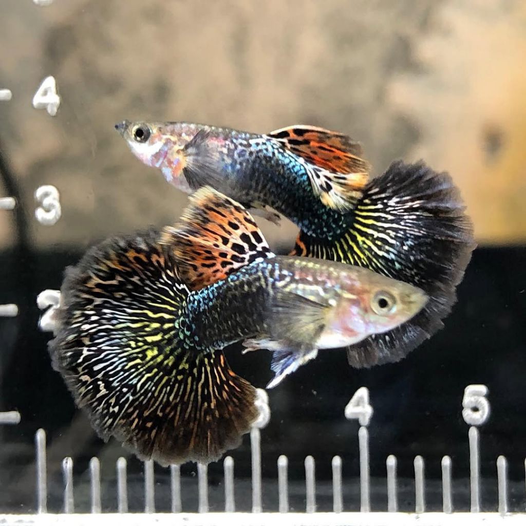 promo paket 10 ekor jantan betina Guppy cobra guppy campur hiasan aquarium