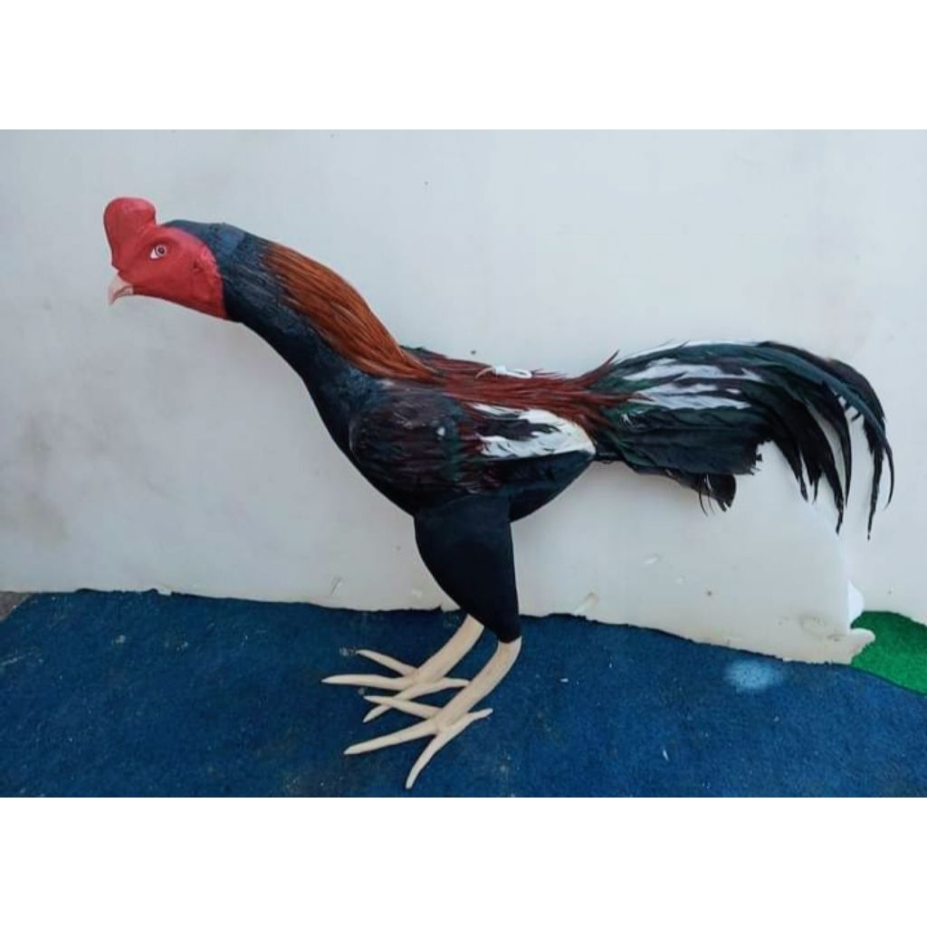 Ayam Jago-boneka ayam aduan untuk melatih fisik