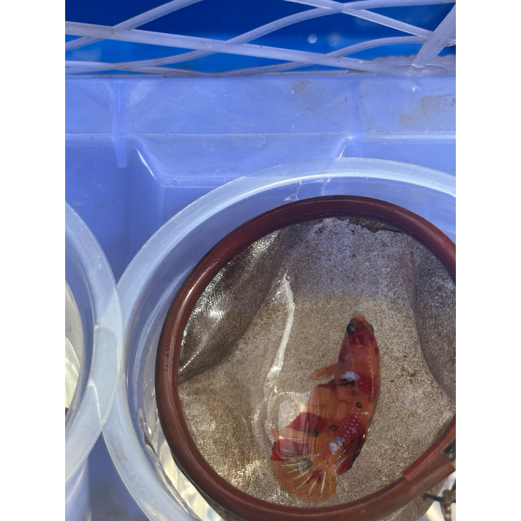 Female HMPK Nemo Multi Kode FM-04 - hiasan aquarium