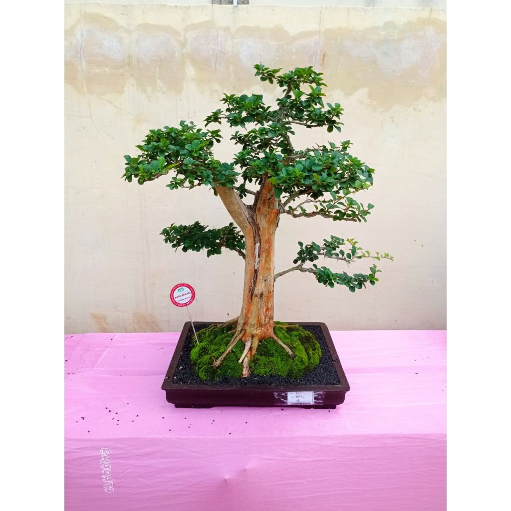 bonsai sisir kaliage
