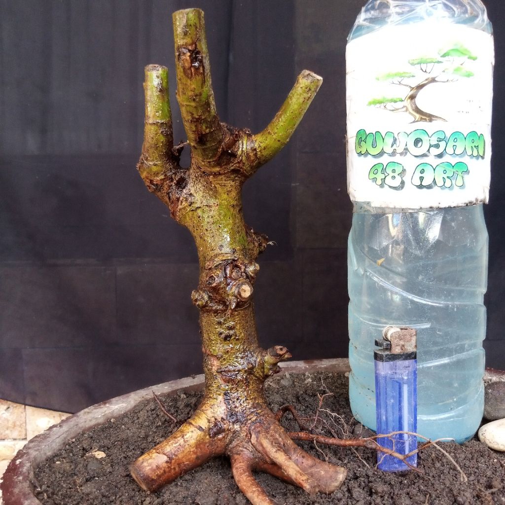 Bahan Bonsai Loa Dongkelan Gaya Formal Small Size Real Pict