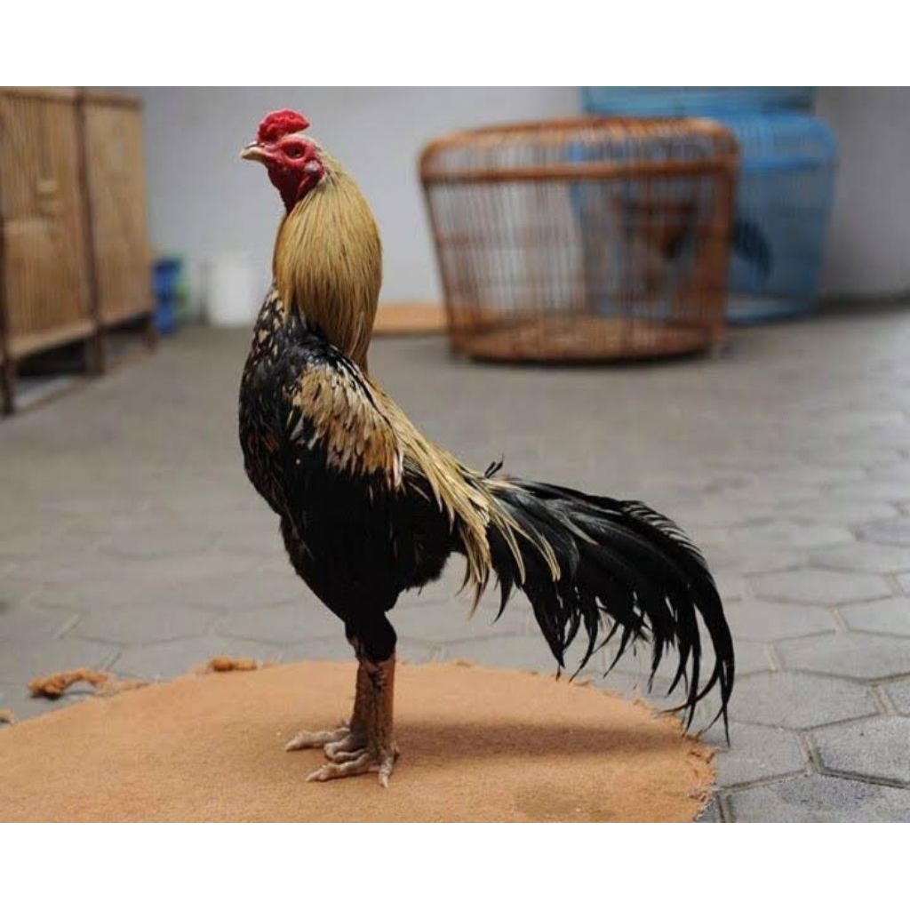 Telur Ayam Pama Ninja Petarung Asli Untuk Ditetaskan