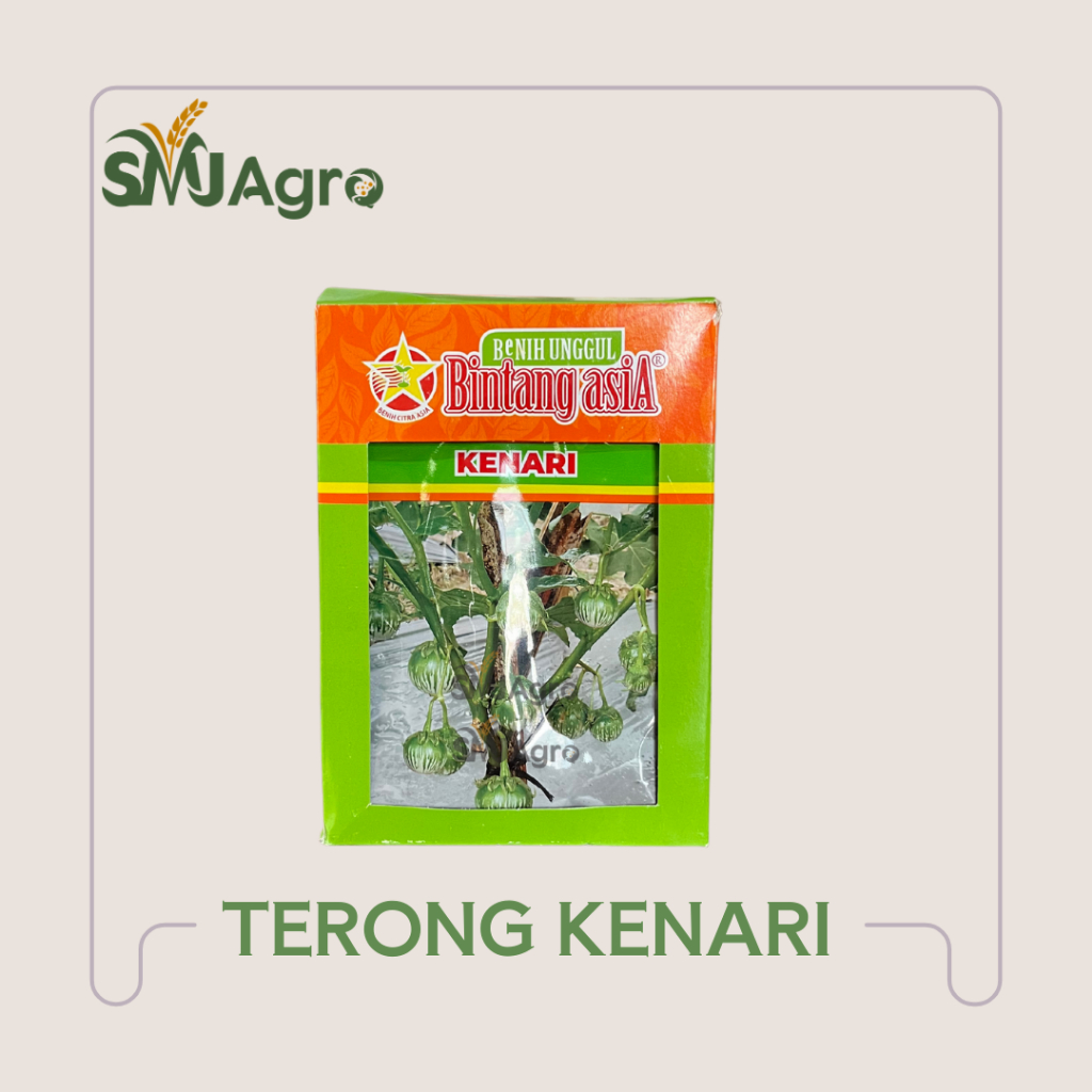Benih Terong Kenari Terong Lalap Bintang Asia