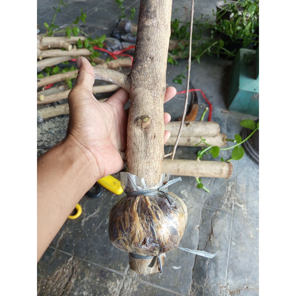 Sancang Jumbo Hasil Cangkok