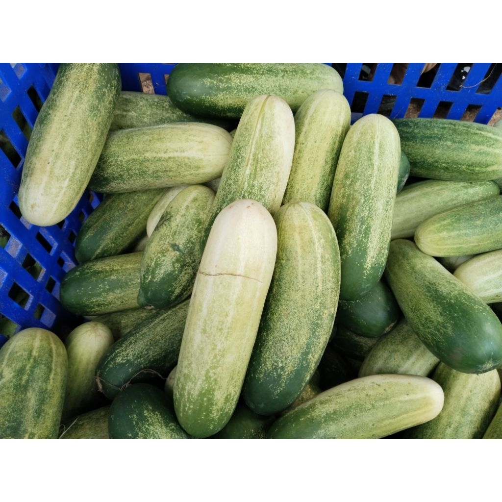 timun baby 1kg murah masih fress