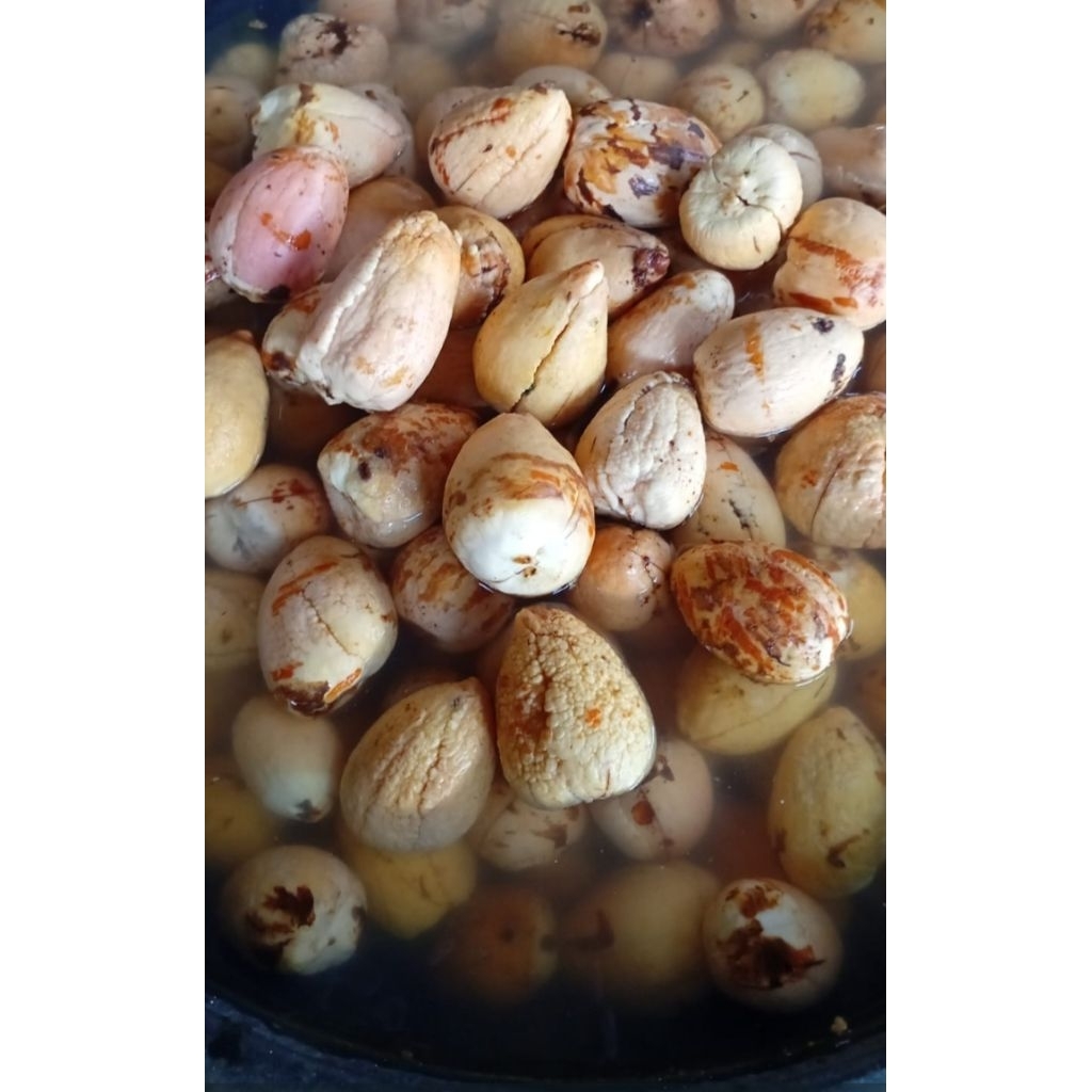 biji alpukat 1biji siap semai