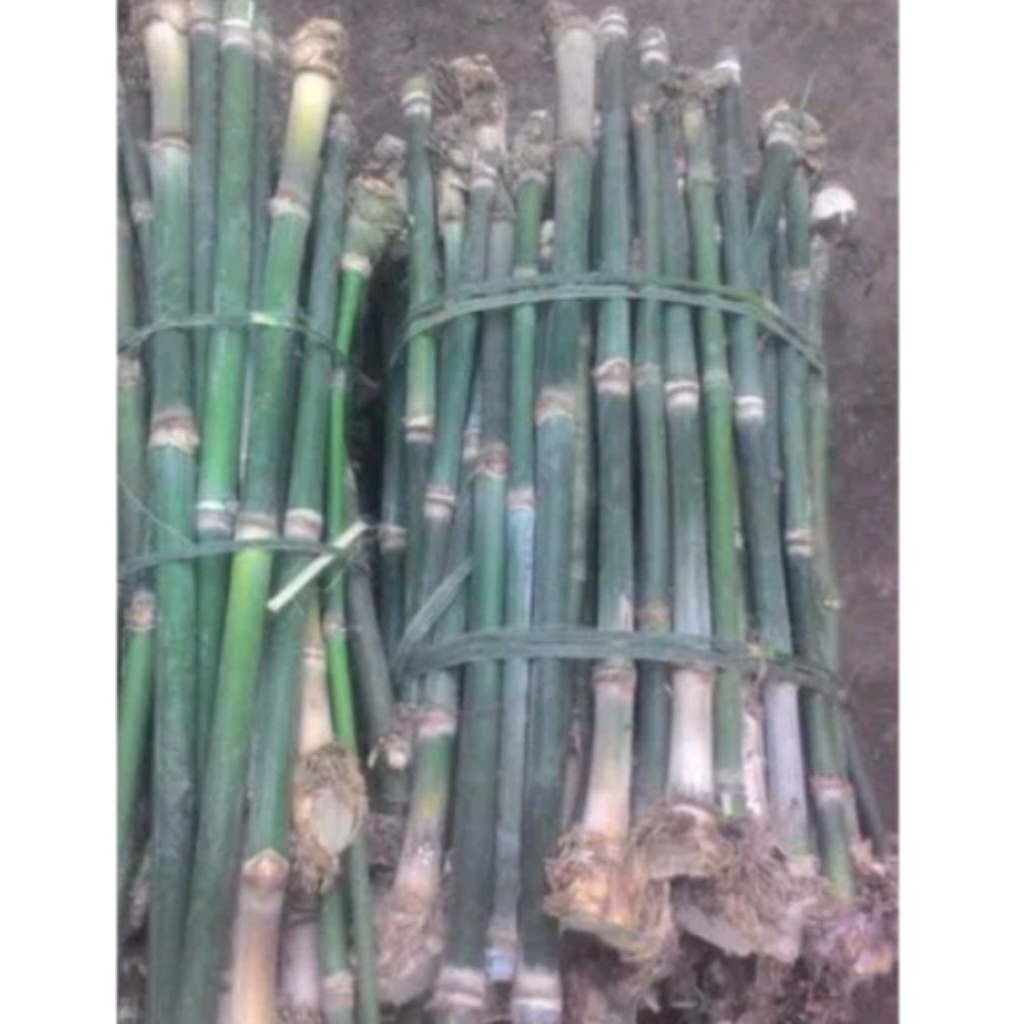 bibit bambu petung jumbo asli siap tanam