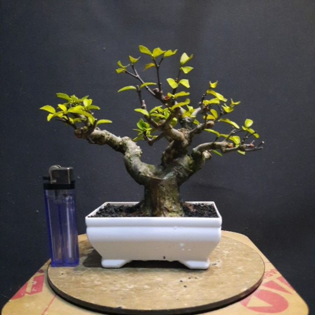 bonsai anput