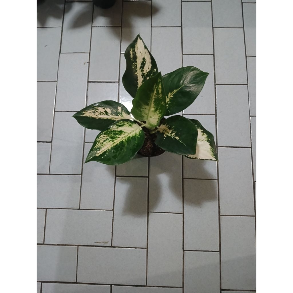 Aglaonema Kochin cahaya