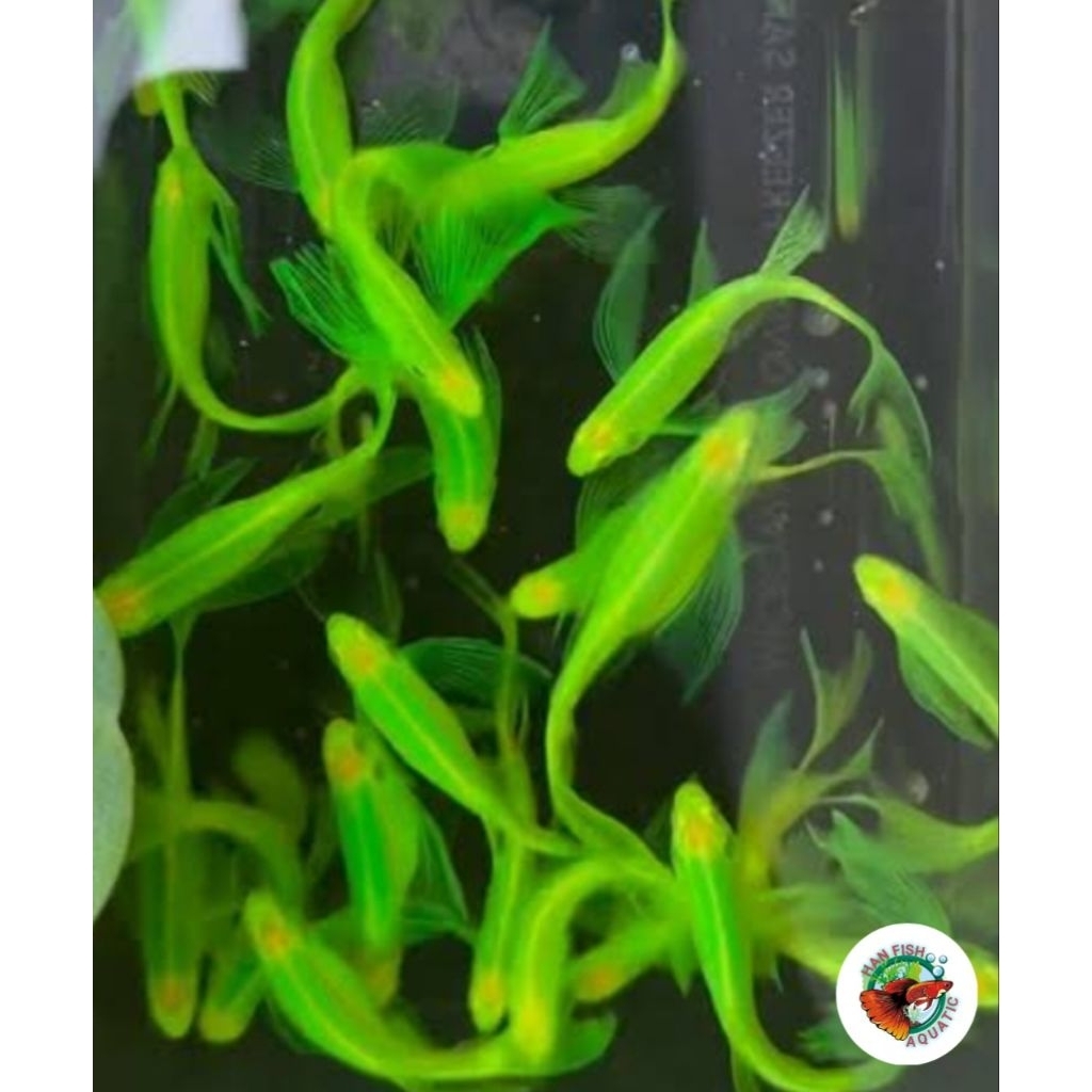 Ikan hias Danio Slayer hijau air tawar aquascape