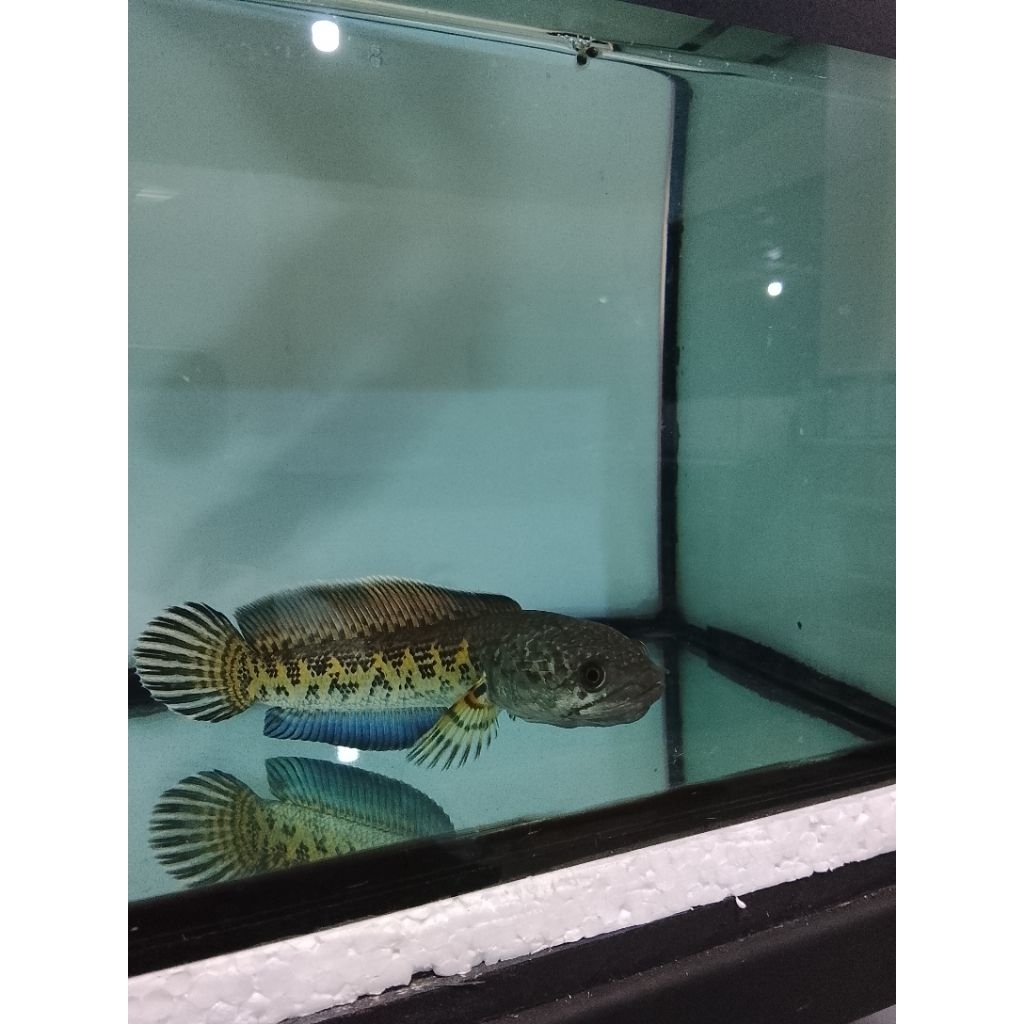 Stiker gambar ikan chana gabus dari India