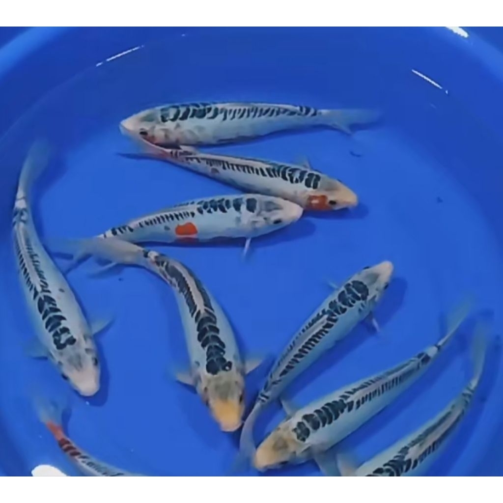 Ikan koi jenis Shusui 28cm ring rapih HQ