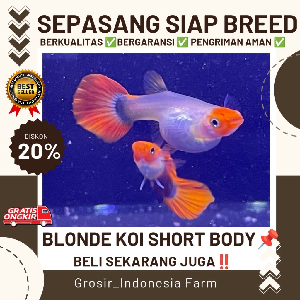 hiasan Aquarium Guppy Blonde Koi Short Body