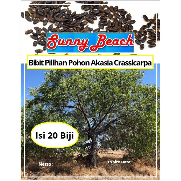 Bibit Pilihan Pohon Akasia Crassicarpa | Biji Benih Pohon Acacia Crassicarpa | Pohon Akasia