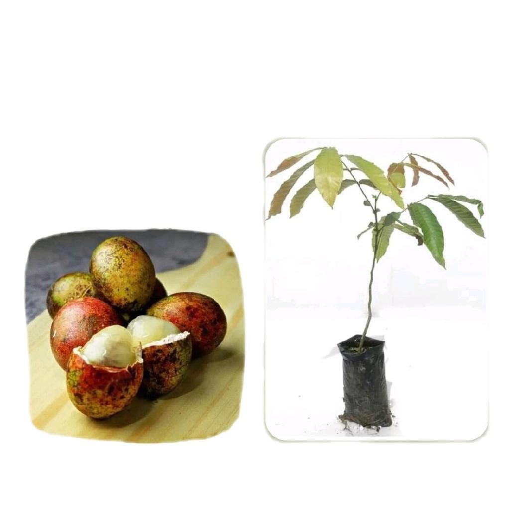 bibit buah matoa merah